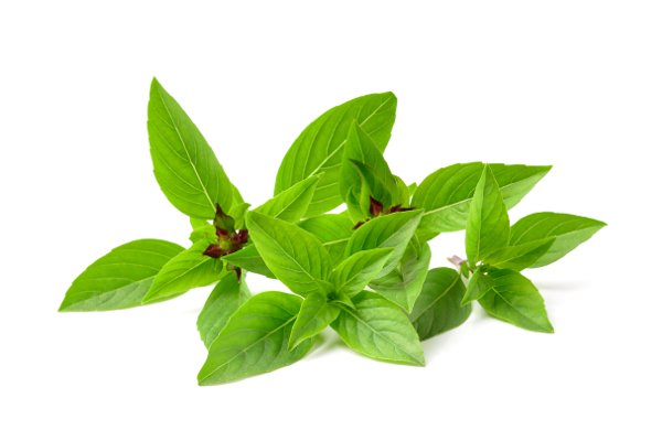 Bright green Thai basil on a white background.