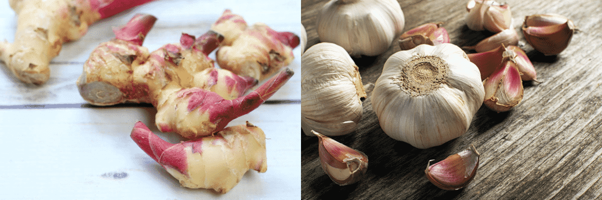 ginger garlic ginger root and garlic bulbs on top of wooden cutting boards